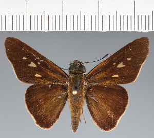  (Hesperiidae_gen sp. CF720 - CFCD02794)  @11 [ ] copyright (2023) Center For Collection-Based Research Center For Collection-Based Research