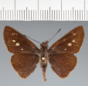  (Hesperiidae_gen sp. CF721 - CFCD02795)  @11 [ ] copyright (2023) Center For Collection-Based Research Center For Collection-Based Research