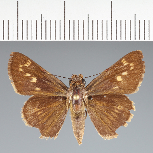 (Hesperiidae_gen sp. CF722 - CFCD02796)  @11 [ ] copyright (2023) Center For Collection-Based Research Center For Collection-Based Research