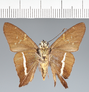  (Hesperiidae_gen sp. CF723 - CFCD02797)  @11 [ ] copyright (2023) Center For Collection-Based Research Center For Collection-Based Research