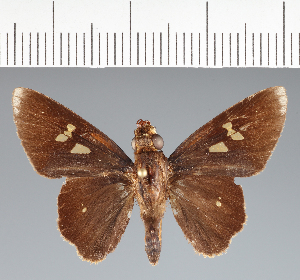  (Hesperiidae_gen sp. CF724 - CFCD02798)  @11 [ ] copyright (2023) Center For Collection-Based Research Center For Collection-Based Research