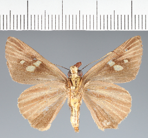  (Hesperiidae_gen sp. CF725 - CFCD02799)  @11 [ ] copyright (2023) Center For Collection-Based Research Center For Collection-Based Research