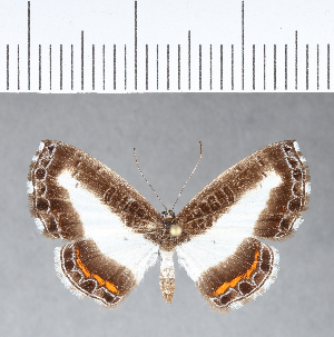  ( - CFCD00112)  @11 [ ] Copyright (2018) Center For Collection-Based Research Center For Collection-Based Research