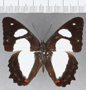  ( - CFCD01169)  @11 [ ] Copyright (2019) Center For Collection-Based Research Center For Collection-Based Research