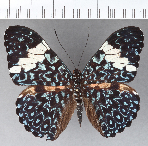  ( - CFCD01222)  @11 [ ] Copyright (2019) Center For Collection-Based Research Center For Collection-Based Research
