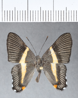  (Siseme pallas xanthogramma - CFCD00132)  @11 [ ] Copyright (2018) Center For Collection-Based Research Center For Collection-Based Research