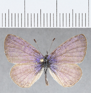  (Leptotes lamasi - CFCD01345)  @13 [ ] Copyright (2019) Center For Collection-Based Research Center For Collection-Based Research