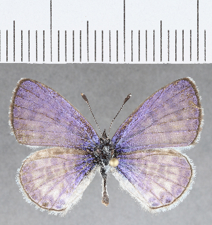  (Leptotes sp. CF07 - CFCD01347)  @11 [ ] Copyright (2019) Center For Collection-Based Research Center For Collection-Based Research
