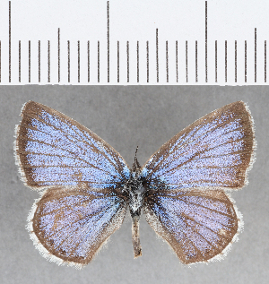  (Hemiargus martha - CFCD01360)  @11 [ ] Copyright (2019) Center For Collection-Based Research Center For Collection-Based Research