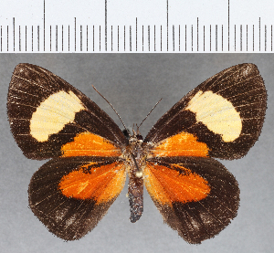  ( - CFCD01396)  @11 [ ] Copyright (2019) Center For Collection-Based Research Center For Collection-Based Research
