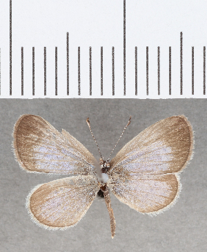  (Leptotes sp. CF01 - CFCD01642)  @11 [ ] copyright (2020) Center For Collection-Based Research Center For Collection-Based Research
