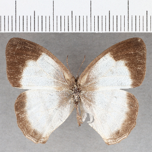  ( - CFCD01720)  @11 [ ] copyright (2020) Center For Collection-Based Research Center For Collection-Based Research