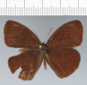  (Forsterinaria pilosa - CFCD01944)  @11 [ ] copyright (2022) Center For Collection-Based Research Center For Collection-Based Research