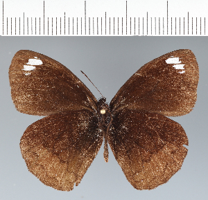  ( - CFCD01945)  @11 [ ] copyright (2022) Center For Collection-Based Research Center For Collection-Based Research