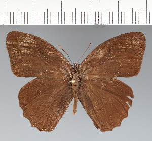  (Harjesia obscura - CFCD01952)  @11 [ ] copyright (2022) Center For Collection-Based Research Center For Collection-Based Research