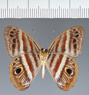  ( - CFCD02073)  @11 [ ] copyright (2022) Center For Collection-Based Research Center For Collection-Based Research