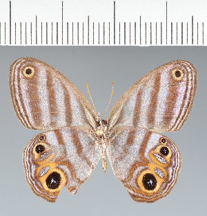  (Chloreuptychia herseis - CFCD02275)  @11 [ ] copyright (2022) Center For Collection-Based Research Center For Collection-Based Research