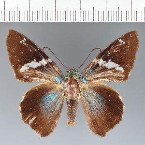  (Hesperiidae_gen sp. CF17 - CFCD02394)  @11 [ ] copyright (2022) Center For Collection-Based Research Center For Collection-Based Research