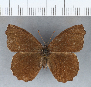  ( - CFCD00240)  @13 [ ] Copyright (2018) Center For Collection-Based Research Center For Collection-Based Research