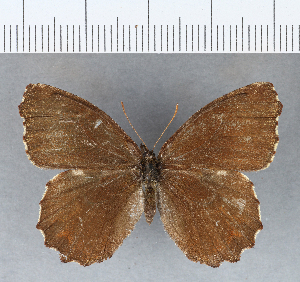  ( - CFCD00241)  @13 [ ] Copyright (2018) Center For Collection-Based Research Center For Collection-Based Research