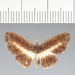  (Nymphidium sp. CF80 - CFCD02437)  @11 [ ] copyright (2022) Center For Collection-Based Research Center For Collection-Based Research
