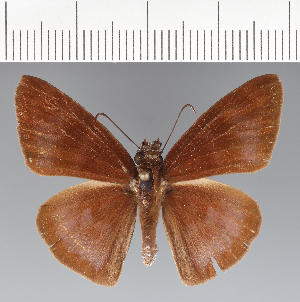  (Hesperiidae_gen sp. CF20 - CFCD02440)  @11 [ ] copyright (2022) Center For Collection-Based Research Center For Collection-Based Research