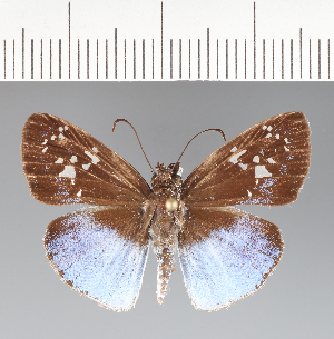  (Hesperiidae_gen sp. CF22 - CFCD02443)  @11 [ ] copyright (2022) Center For Collection-Based Research Center For Collection-Based Research