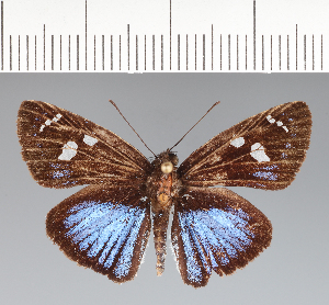  (Hesperiidae_gen sp. CF23 - CFCD02444)  @11 [ ] copyright (2022) Center For Collection-Based Research Center For Collection-Based Research