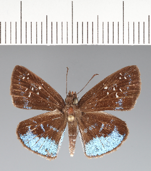  (Hesperiidae_gen sp. CF26 - CFCD02447)  @11 [ ] copyright (2022) Center For Collection-Based Research Center For Collection-Based Research