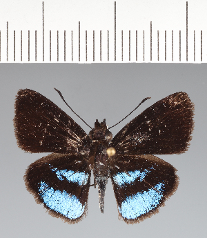  (Hesperiidae_gen sp. CF27 - CFCD02448)  @11 [ ] copyright (2022) Center For Collection-Based Research Center For Collection-Based Research