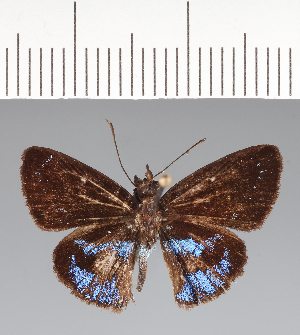  (Hesperiidae_gen sp. CF28 - CFCD02449)  @11 [ ] copyright (2022) Center For Collection-Based Research Center For Collection-Based Research