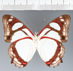 ( - CFCD03767)  @11 [ ] copyright (2023) Center For Collection-Based Research Center For Collection-Based Research