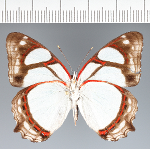  ( - CFCD03770)  @11 [ ] copyright (2023) Center For Collection-Based Research Center For Collection-Based Research