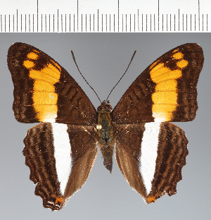  (Adelpha sp. CF20 - CFCD03792)  @11 [ ] copyright (2023) Center For Collection-Based Research Center For Collection-Based Research