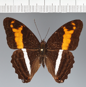  (Adelpha sp. CF21 - CFCD03795)  @11 [ ] copyright (2023) Center For Collection-Based Research Center For Collection-Based Research