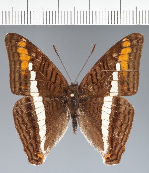  (Adelpha corcyra - CFCD03801)  @11 [ ] copyright (2023) Center For Collection-Based Research Center For Collection-Based Research