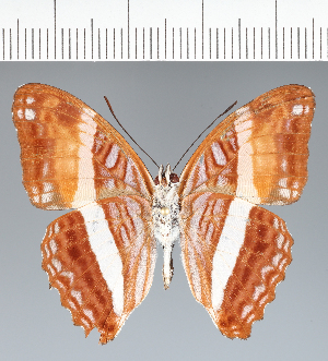  (Adelpha sp. CF31 - CFCD03811)  @11 [ ] copyright (2023) Center For Collection-Based Research Center For Collection-Based Research