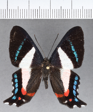  (Ancyluris formosissima - CFCD00471)  @11 [ ] Copyright (2018) Center For Collection-Based Research Center For Collection-Based Research
