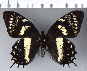  (Papilio cacicus - CFCD00516)  @11 [ ] Copyright (2018) Center For Collection-Based Research Center For Collection-Based Research