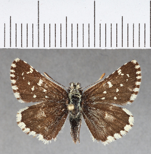  (Chirgus bocchoris trisignatus - CFCD00736)  @14 [ ] Copyright (2018) Center For Collection-Based Research Center For Collection-Based Research