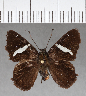  ( - CFCD00771)  @13 [ ] Copyright (2018) Center For Collection-Based Research Center For Collection-Based Research