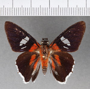  (Tarsoctenus corytus corba - CFCD00914)  @11 [ ] Copyright (2018) Center For Collection-Based Research Center For Collection-Based Research