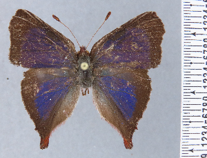  (Penaincisalia oxapampa - HNHM-NEOLYC-A01)  @11 [ ] by-nc-sa (2025) Zsolt Balint Hungarian Natural History Museum