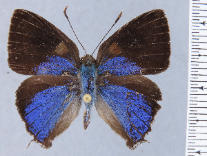  (Ocaria faurei - HNHM-NEOLYC-A03)  @11 [ ] by-nc-sa (2025) Zsolt Balint Hungarian Natural History Museum