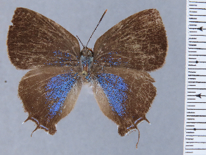  ( - HNHM-NEOLYC-A04)  @11 [ ] by-nc-sa (2025) Zsolt Balint Hungarian Natural History Museum