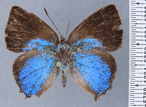  (Ocaria pricarlosi - HNHM-NEOLYC-A05)  @11 [ ] by-nc-sa (2025) Zsolt Balint Hungarian Natural History Museum