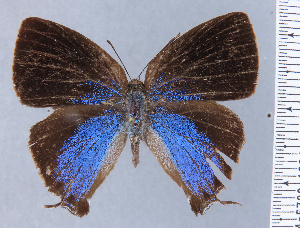  ( - HNHM-NEOLYC-A06)  @11 [ ] by-nc-sa (2025) Zsolt Balint Hungarian Natural History Museum