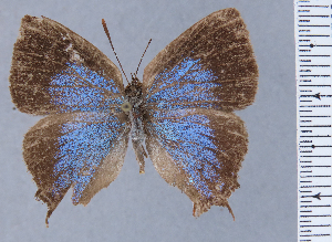  (Ocaria clenchi - HNHM-NEOLYC-A08)  @11 [ ] by-nc-sa (2025) Zsolt Balint Hungarian Natural History Museum