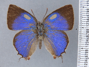  ( - HNHM-NEOLYC-B01)  @11 [ ] by-nc-sa (2025) Zsolt Balint Hungarian Natural History Museum