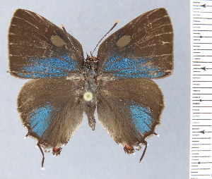  ( - HNHM-NEOLYC-B02)  @11 [ ] by-nc-sa (2025) Zsolt Balint Hungarian Natural History Museum